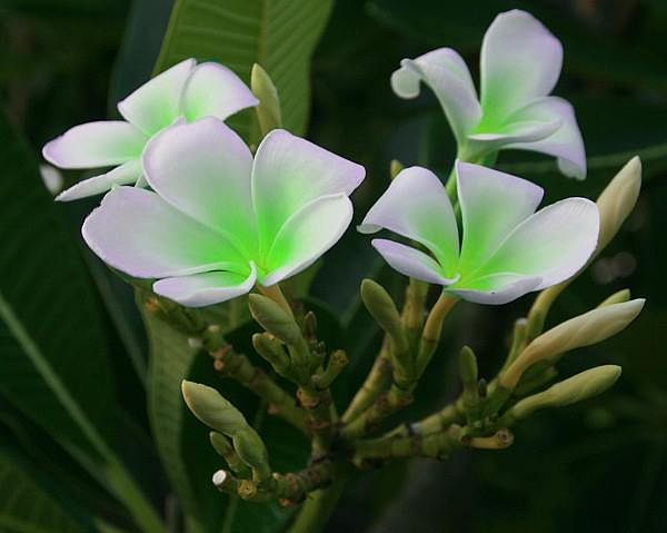 Fake Plumeria Blüte