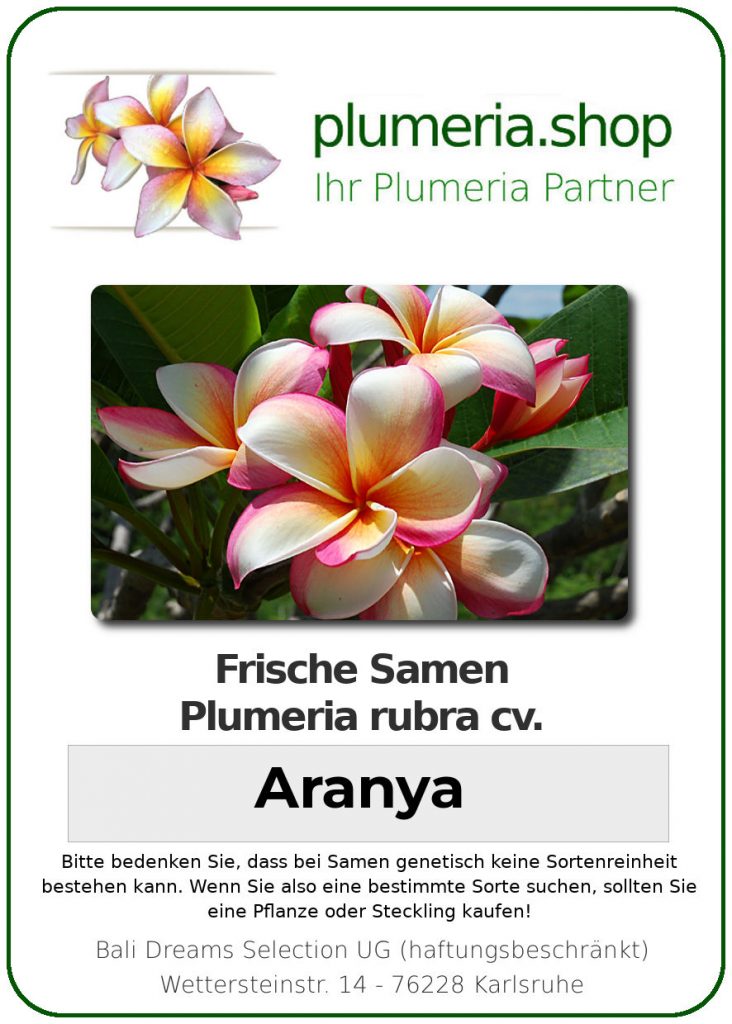 Plumeria rubra "Aranya"