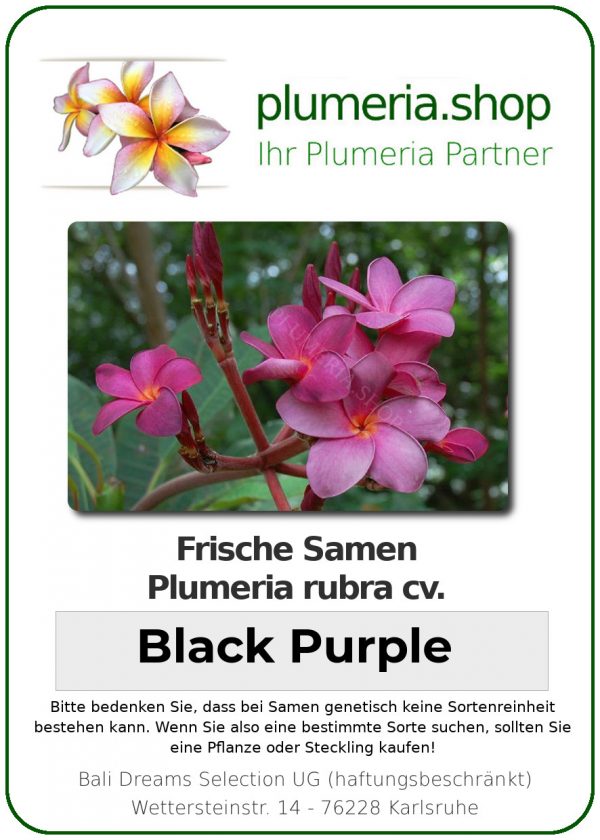 Plumeria rubra "Black Purple"