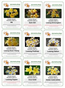 Die begehrten Gelben