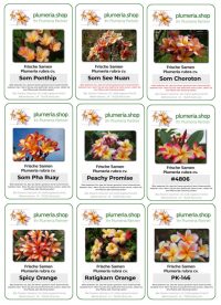 Die orangenen Plumeria Samen