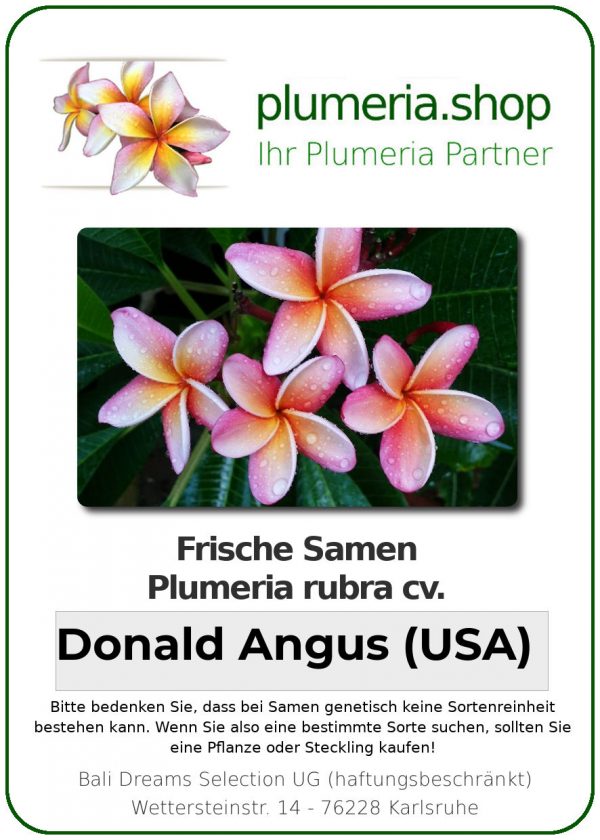 Plumeria rubra "Donald Angus (USA)"