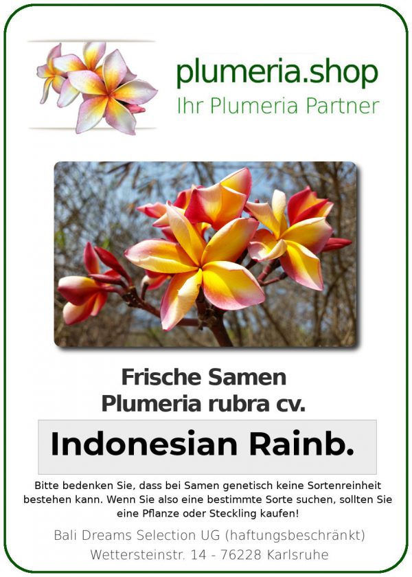 Plumeria rubra "Indonesian Rainbow"