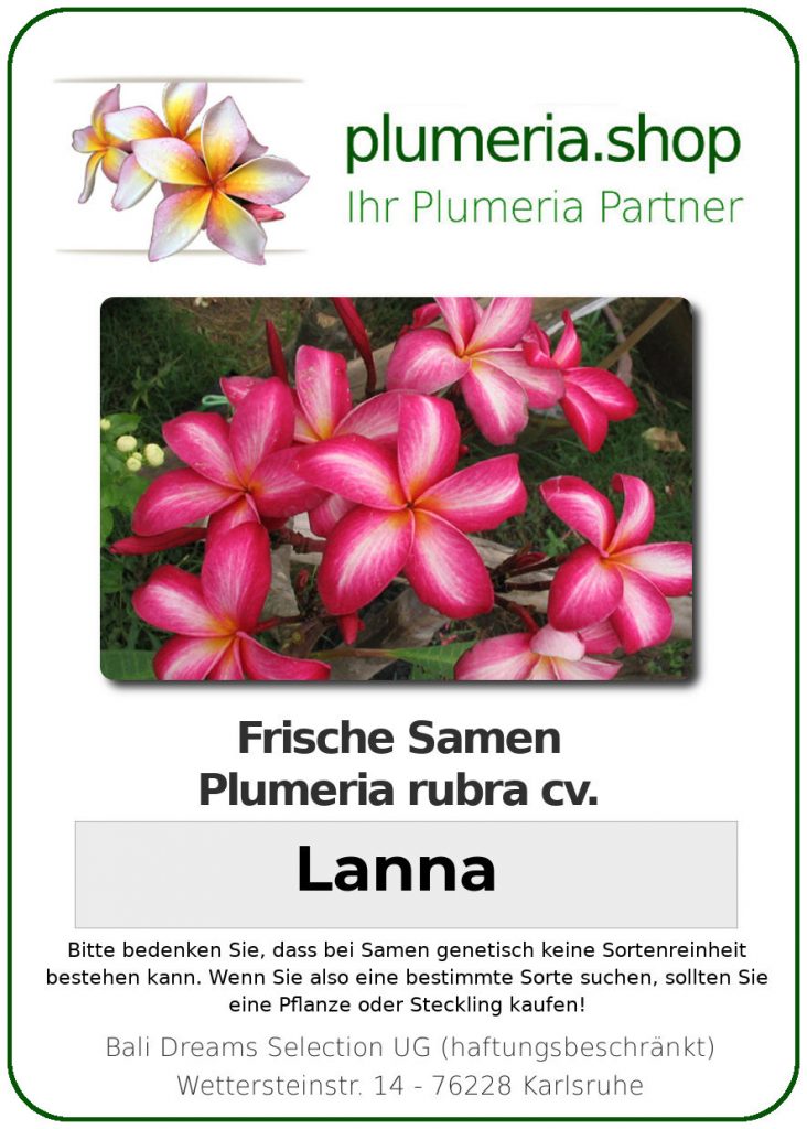 Plumeria rubra "Lanna"