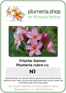 Plumeria rubra "N1"