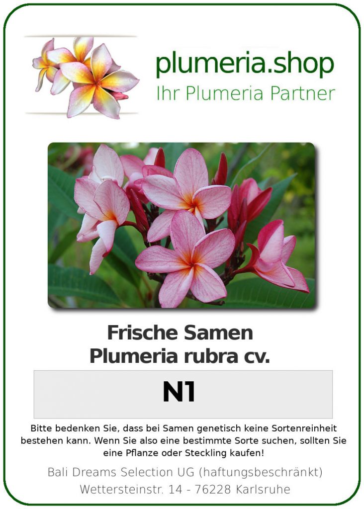 Plumeria rubra "N1"