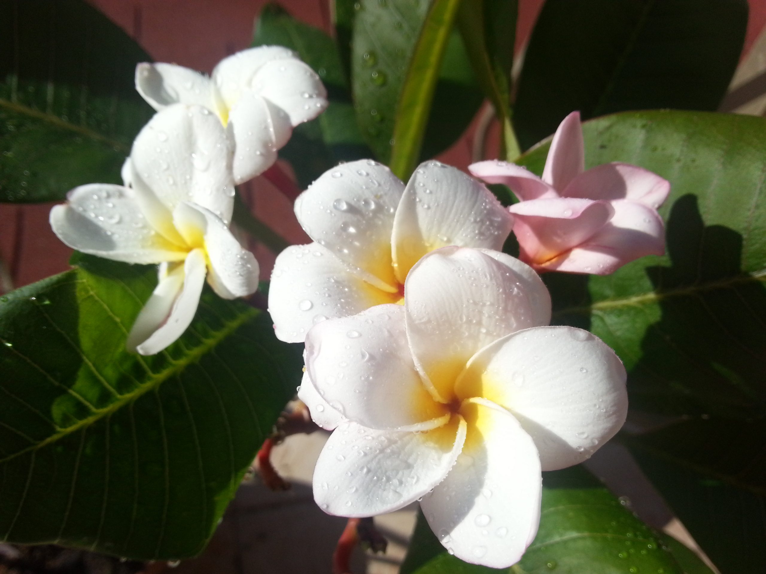 Plumeria rubra &quot;Roma