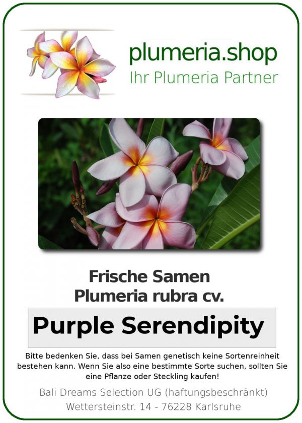 Plumeria rubra &quot;Purple Serendipity