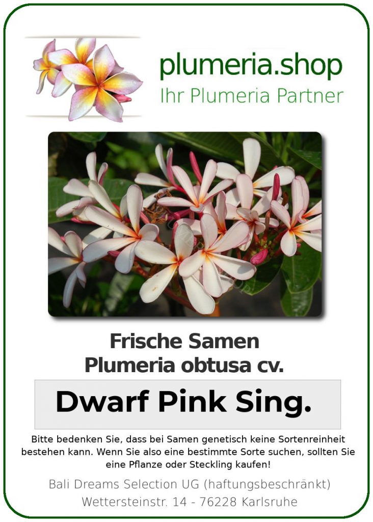 Plumeria obtusa "Dwarf Pink Singapore"