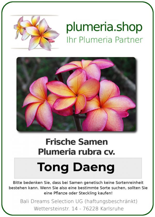 Plumeria rubra "Tong Daeng"