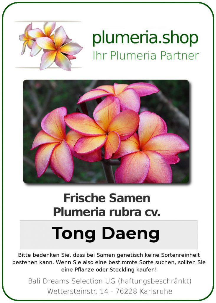 Plumeria rubra "Tong Daeng"