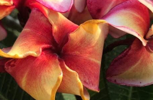 Plumeria rubra "Ara Macao"