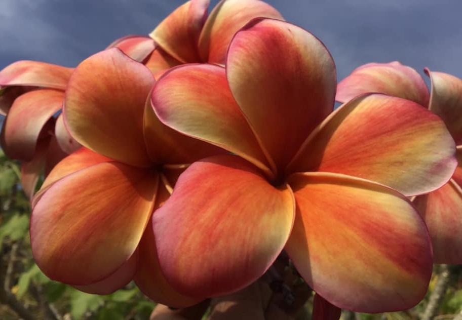 Plumeria rubra "Armageddon"