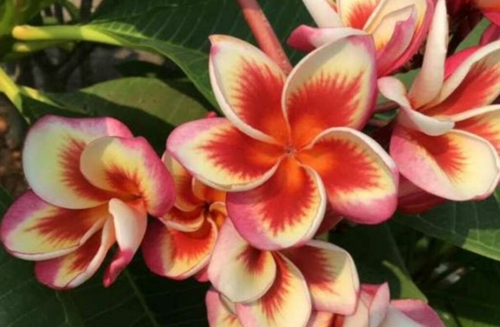 Plumeria rubra "Fireblast"
