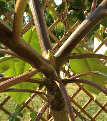 Verzweigung einer Frangipani nach einer Blüte