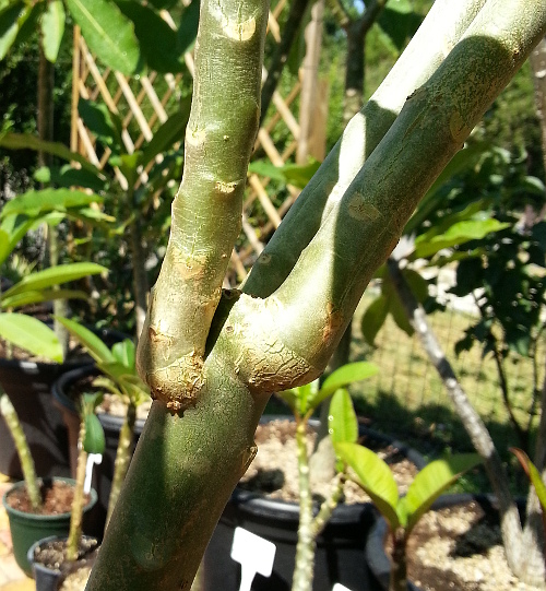 Ramification sur un Plumeria