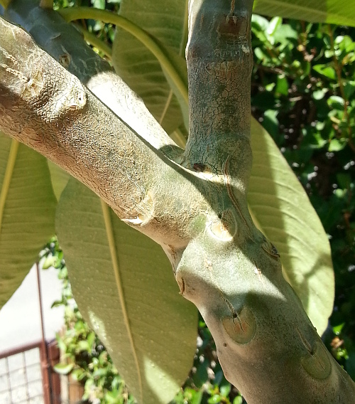Natural branching on a frangipani