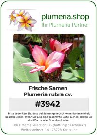 Plumeria rubra "#3942"