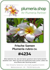 Plumeria rubra "#4234"