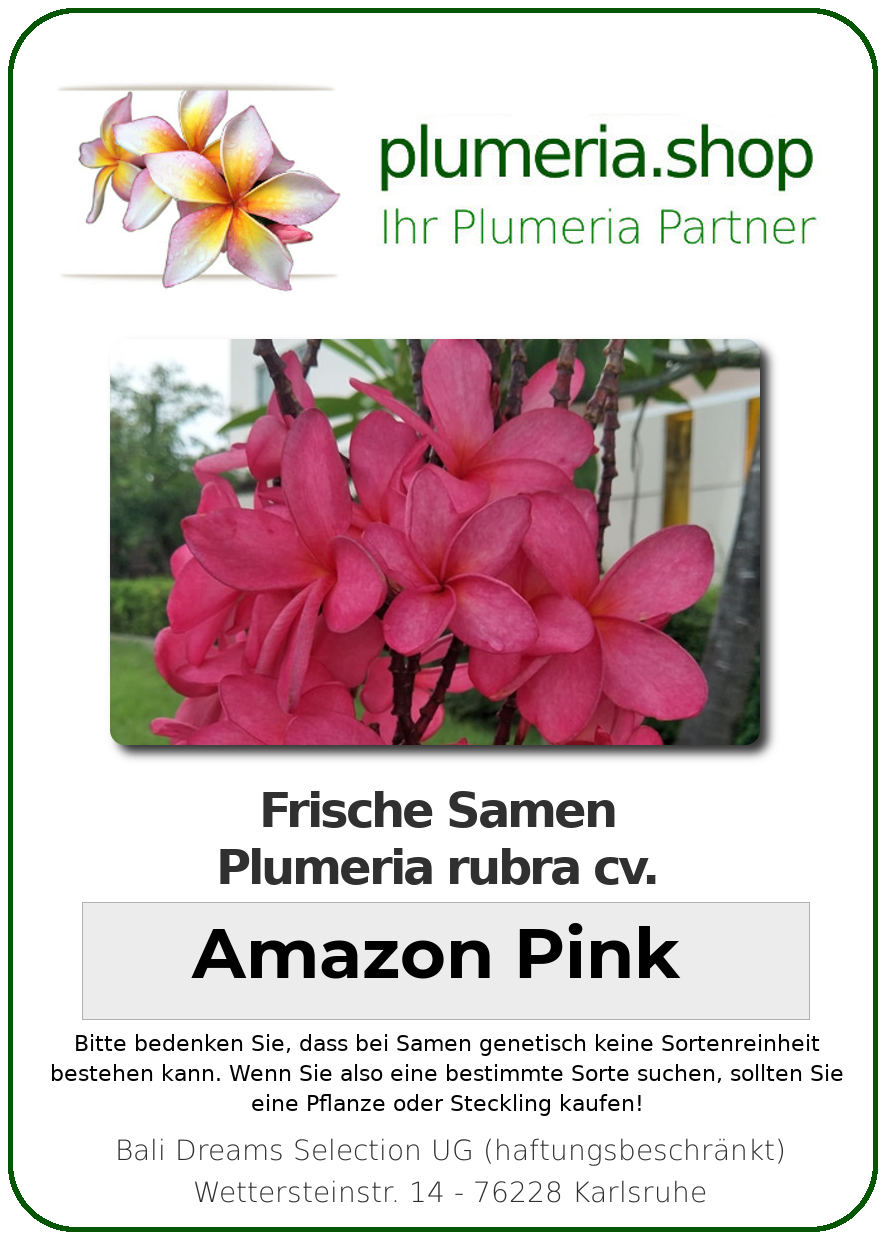 Plumeria rubra "Amazon Pink"