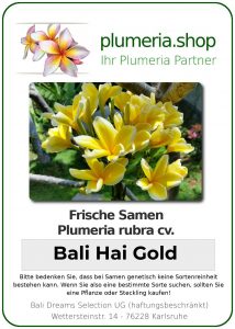 Plumeria rubra "Bali Hai Gold"