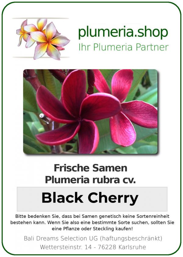Plumeria rubra "Black Cherry"