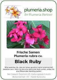Plumeria rubra &quot;Black Ruby&quot; (rouge noir)
