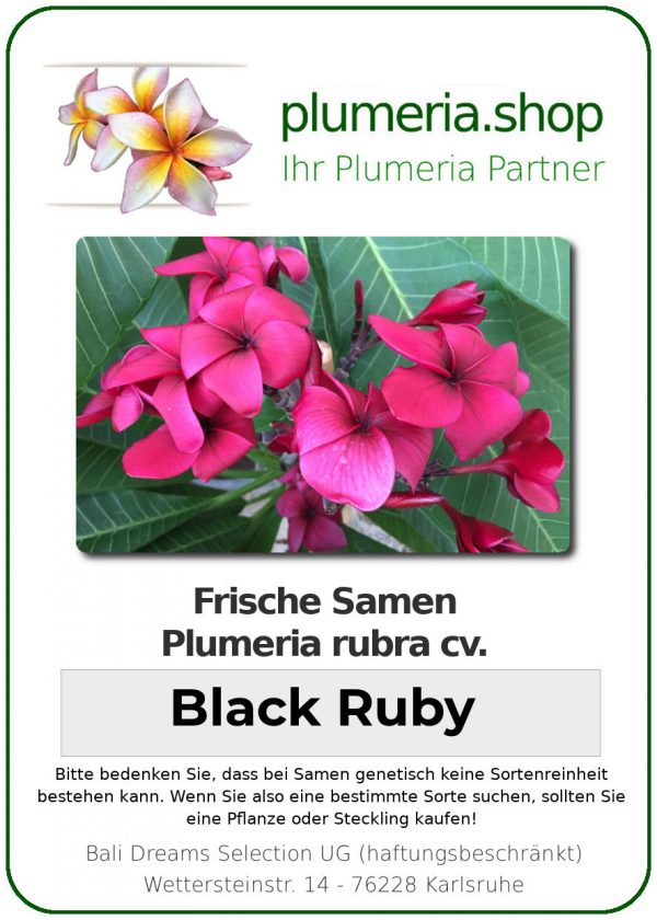 Plumeria rubra "Black Ruby"