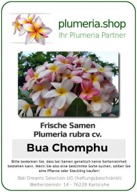 Plumeria rubra "Bua Chomphu"