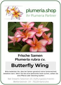 Plumeria rubra &quot;Butterfly Wing&quot; (aile de papillon)