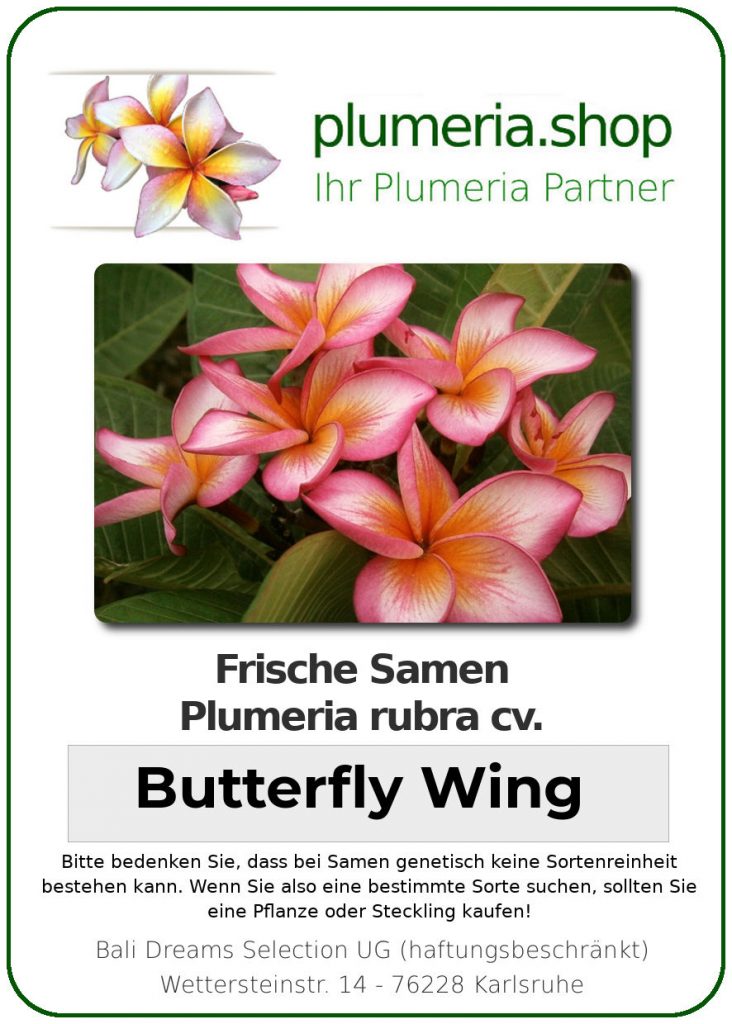 Plumeria rubra "Butterfly Wing"