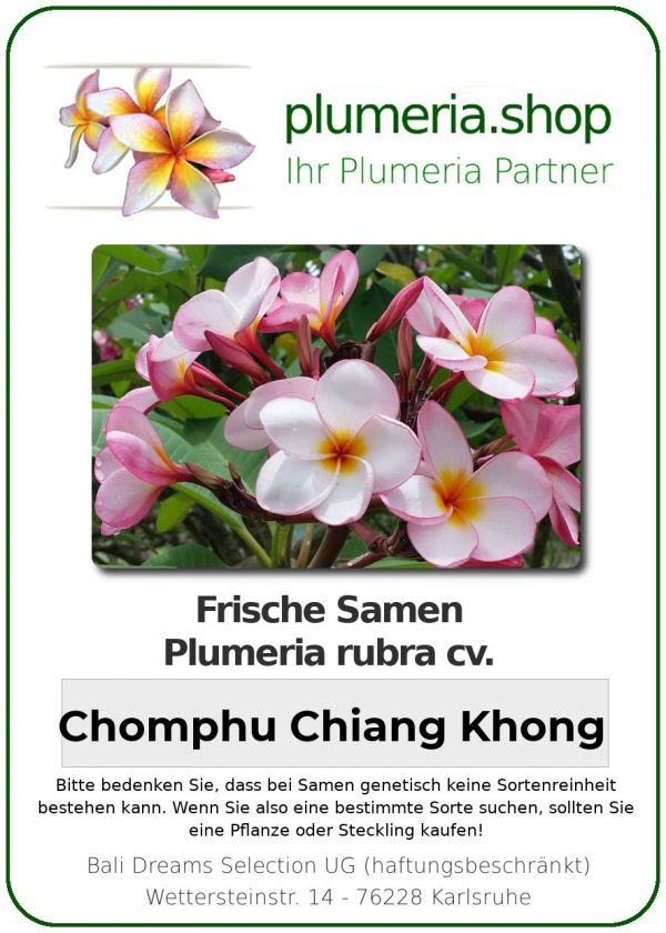 Plumeria rubra "Chomphu Chiang Khong"