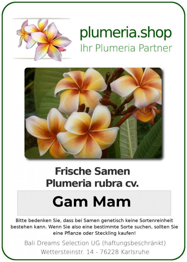 Plumeria rubra &quot;Gam Mam