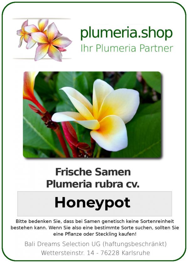 Plumeria rubra "Honeypot"