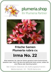 Plumeria rubra "Irma No. 22"
