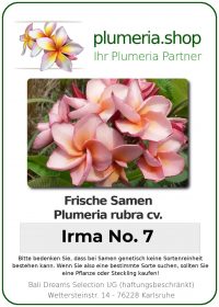 Plumeria rubra "Irma No. 7"