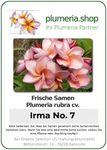 Plumeria rubra "Irma No. 7"