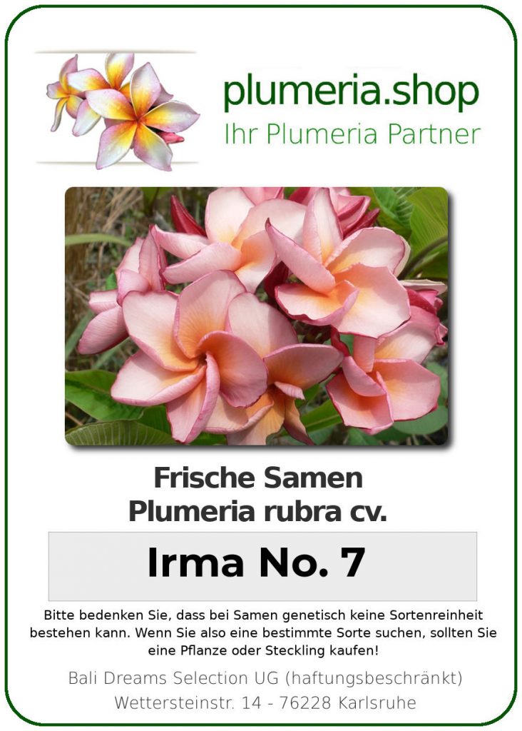 Plumeria rubra "Irma #7"