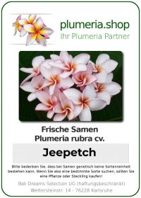 Plumeria rubra "Jeepetch"