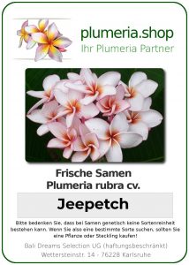 Plumeria rubra "Jeepetch"