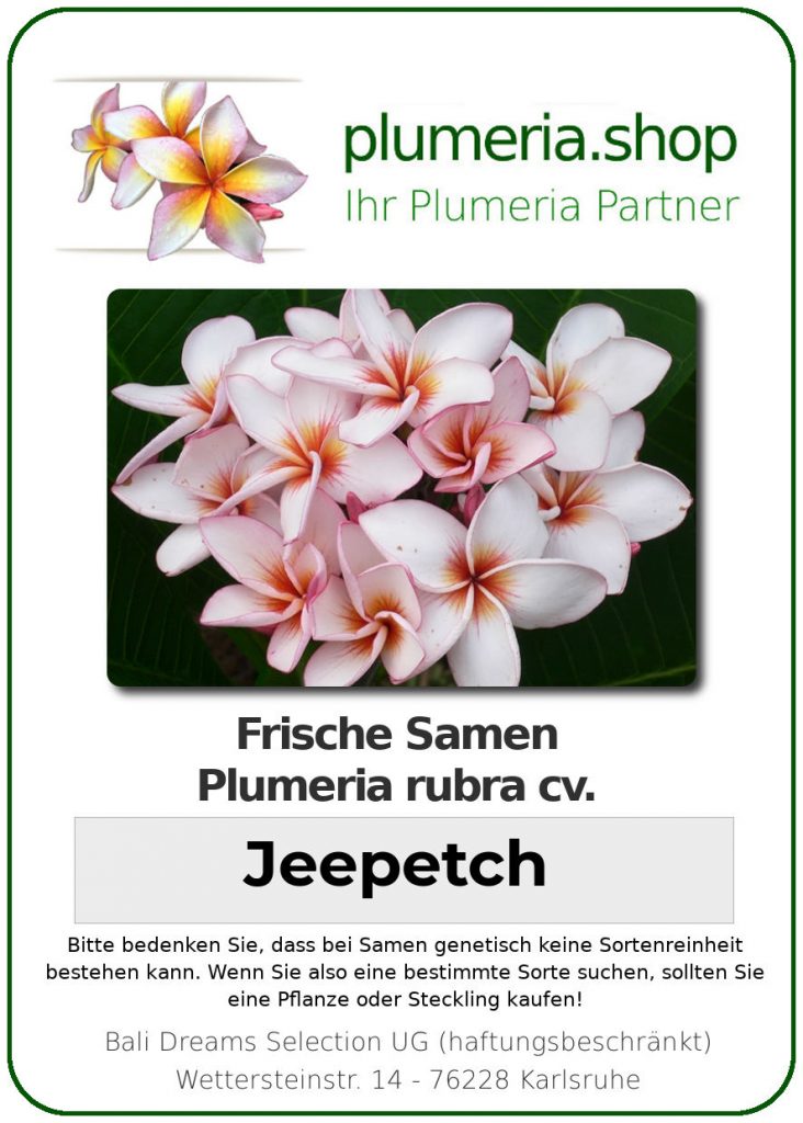 Plumeria rubra "Jeepetch"