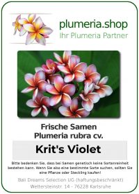 Plumeria rubra "Krit's Violet"