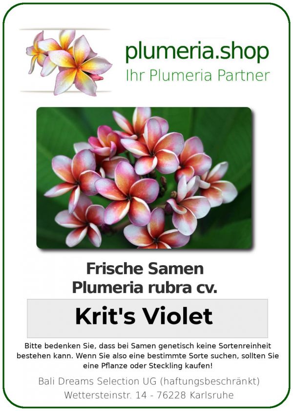 Plumeria rubra "Krit's Violet"