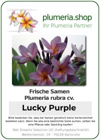 Plumeria rubra &quot;Lucky Purple&quot; (pourpre chanceux)
