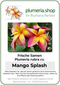 Plumeria rubra "Mango Splash"