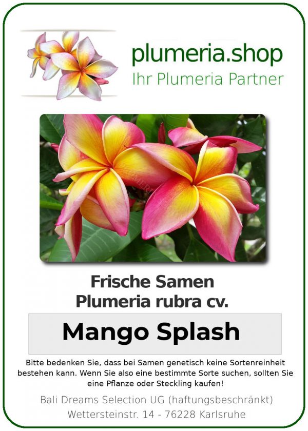 Plumeria rubra &quot;Mango Splash