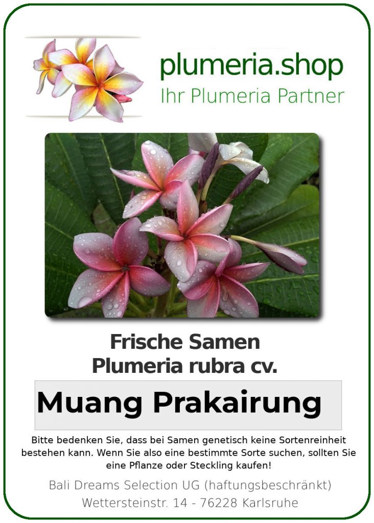 Plumeria rubra "Muang Prakairung"