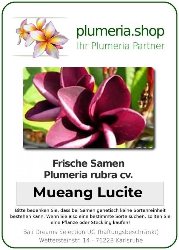 Plumeria rubra "Muang Lucite"