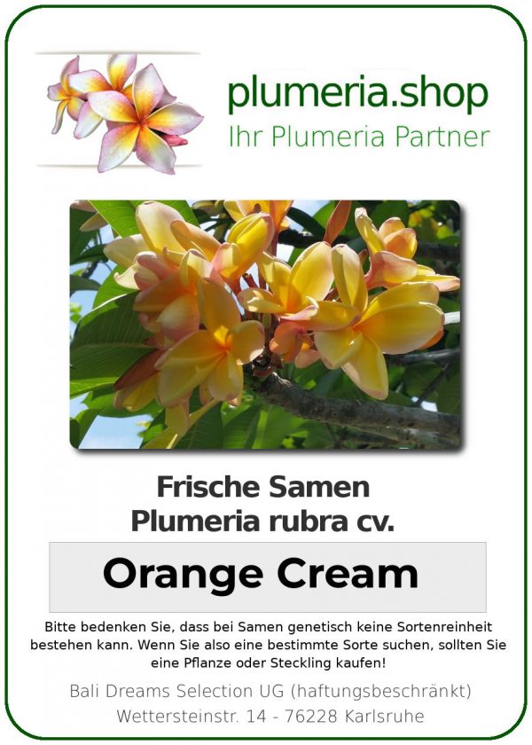 Plumeria rubra "Orange Cream"