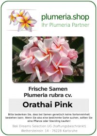 Plumeria rubra "Orathai Pink"